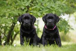Labrador retriever puppies with FCI pedigree - MM.LV
