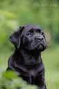 Labrador retriever puppies with FCI pedigree - MM.LV - 2