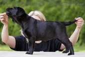 Labrador retriever puppies with FCI pedigree - MM.LV - 3