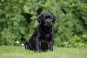 Labrador retriever puppies with FCI pedigree - MM.LV - 4