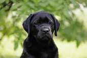 Labrador retriever puppies with FCI pedigree - MM.LV - 5