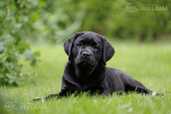 Labrador retriever puppies with FCI pedigree - MM.LV - 6