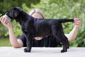 Labrador retriever puppies with FCI pedigree - MM.LV - 7