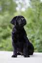 Labrador retriever puppies with FCI pedigree - MM.LV - 8