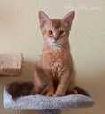 Somali kitten - MM.LV - 2
