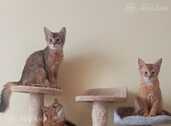 Somali kitten - MM.LV - 3