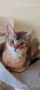 Somali kitten - MM.LV - 4