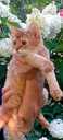 Somali kitten - MM.LV - 2