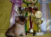 Somali kitten - MM.LV - 7