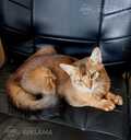 Somali kitten - MM.LV - 8