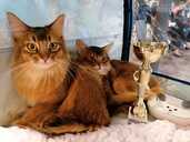 Somali kitten - MM.LV - 3