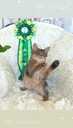 Somali kitten - MM.LV - 9
