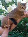Somali kitten - MM.LV - 11