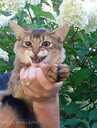 Somali kitten - MM.LV - 12