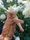 Somali kitten - MM.LV - 14
