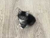 котята ищут себе новый дом. - MM.LV