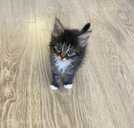 котята ищут себе новый дом. - MM.LV - 5