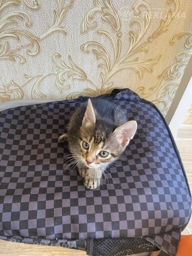 котята ищут себе новый дом. - MM.LV