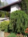 House Riga district, Medemciems, 132 m², 3 fl., 5 rm.. - MM.LV - 10