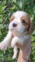 Purebred Cavalier King Charles Spaniel puppies. - MM.LV - 2