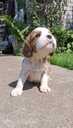 Purebred Cavalier King Charles Spaniel puppies. - MM.LV - 3