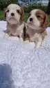 Purebred Cavalier King Charles Spaniel puppies. - MM.LV - 5