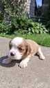 Purebred Cavalier King Charles Spaniel puppies. - MM.LV - 6