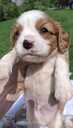 Purebred Cavalier King Charles Spaniel puppies. - MM.LV - 7