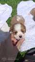 Purebred Cavalier King Charles Spaniel puppies. - MM.LV - 8
