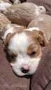 Purebred Cavalier King Charles Spaniel puppies. - MM.LV - 9