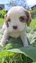 Purebred Cavalier King Charles Spaniel puppies. - MM.LV - 10