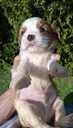 Purebred Cavalier King Charles Spaniel puppies. - MM.LV - 12