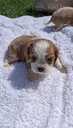 Purebred Cavalier King Charles Spaniel puppies. - MM.LV - 13