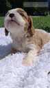 Purebred Cavalier King Charles Spaniel puppies. - MM.LV - 14