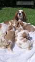 Purebred Cavalier King Charles Spaniel puppies. - MM.LV - 15