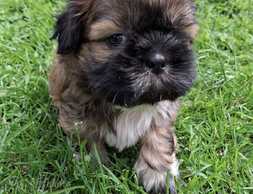 Tīršķirnes Ši-cu šķirnes kucēni. - MM.LV