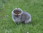 Pomeranian spitz - MM.LV