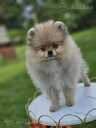 Pomeranian spitz - MM.LV - 2