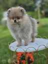 Pomeranian spitz - MM.LV - 3