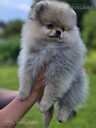 Pomeranian spitz - MM.LV - 4
