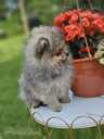 Pomeranian spitz - MM.LV - 5