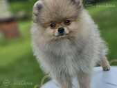 Pomeranian spitz - MM.LV