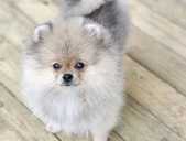 Pomeranian spitz - MM.LV