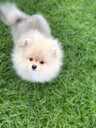 Pomeranian spitz - MM.LV - 3