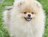 Pomeranian spitz - MM.LV
