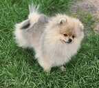 Pomeranian spitz - MM.LV - 4