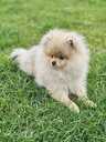 Pomeranian spitz - MM.LV - 5