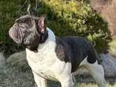 Open for stud! tsar para alma - MM.LV