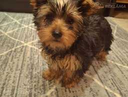 Yorkshire Terrier girl Yorkshire Terrier girl - MM.LV