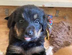 Hovawart puppies Hovawart puppies - MM.LV